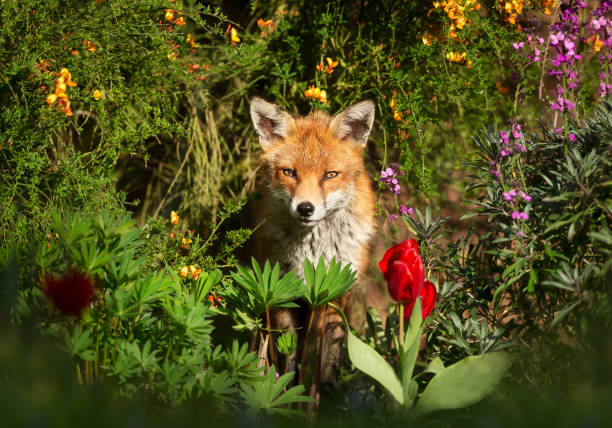 istock Close up of a red fox in spring 1463885738