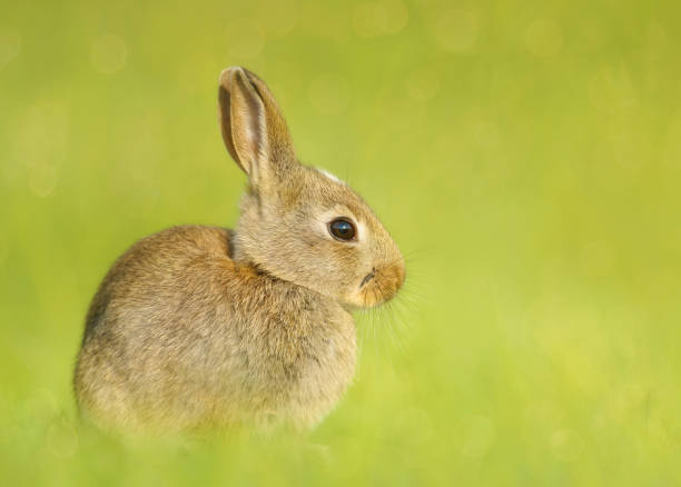 istock Close up of a cute little rabbit sitting in grass 1463885746
