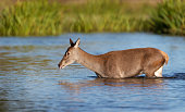 Close up of a red deer hind crossing a pond