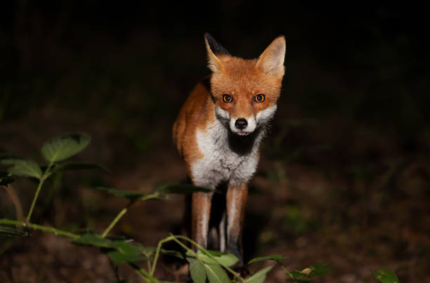 istock Close up of a Red fox cub in a forest at night 1463886011