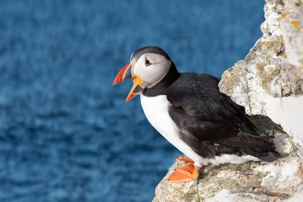 istock Close up of Atlantic puffin calling on a rock 1463886109