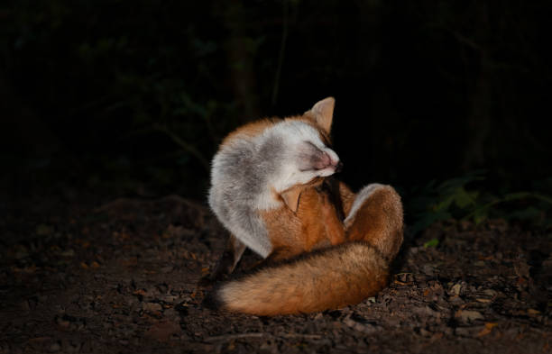 istock Close up of a Red fox in a forest at night 1463886668