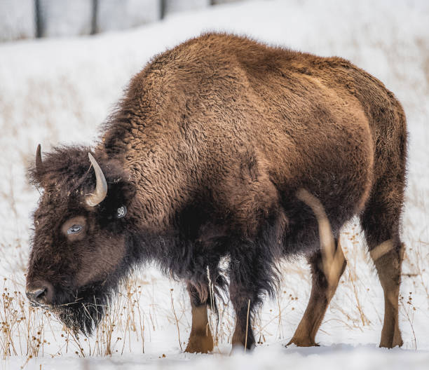 istock Winter scene with a Bison eating his wheat on a snowy day 1463887800