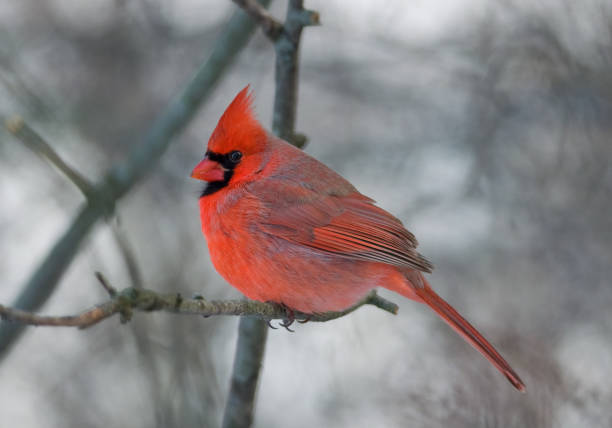 istock Beautiful Northern Cardinal in a Midwestern Garden 1463888603