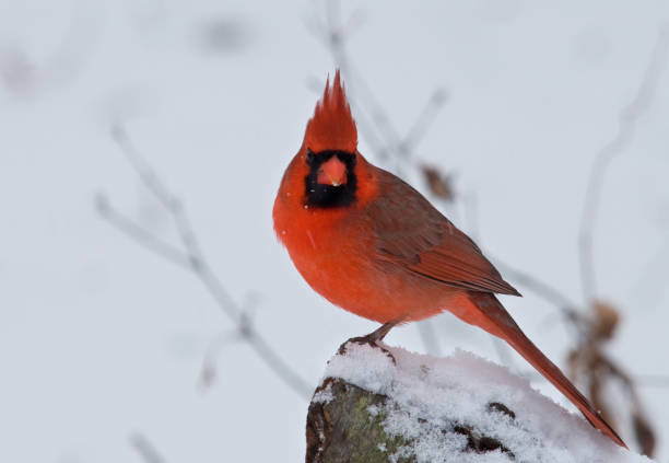 istock Beautiful Northern Cardinal in a Midwestern Garden 1463888633