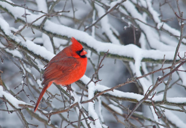 istock Beautiful Northern Cardinal in a Midwestern Garden 1463888721