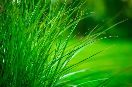 Natural long green grass in garden