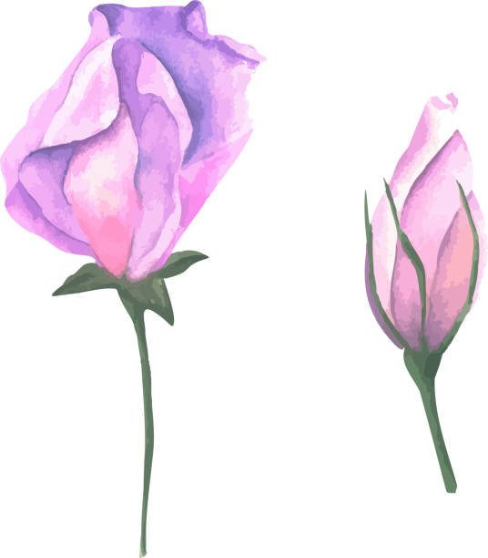 Vector illustration, bud of eustoma and sweet pea. Bright flowers in a watercolor style. Vector illustration, bud of eustoma and sweet pea. Bright flowers in a watercolor style. Clipart for postcards, packaging design, creating patterns with a spring mood. drawing of a green lisianthus stock illustrations