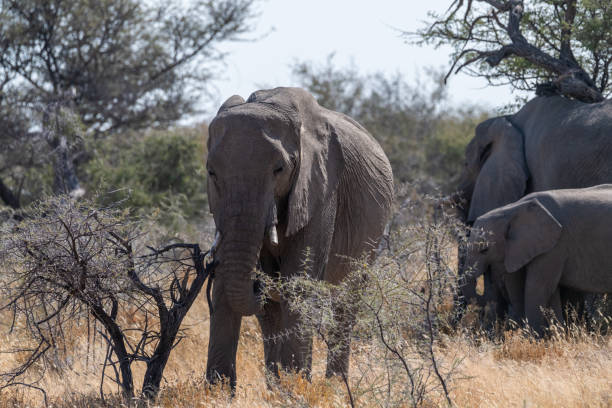 istock Elephant herd grazing in Etosha 1463890534