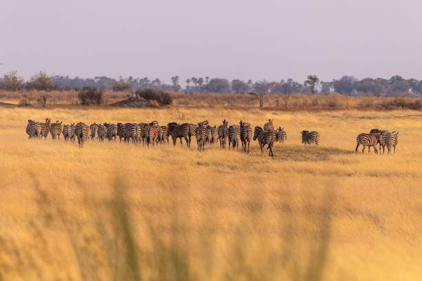 istock A herd of Zebras roaming the Okavango Delta 1463890603