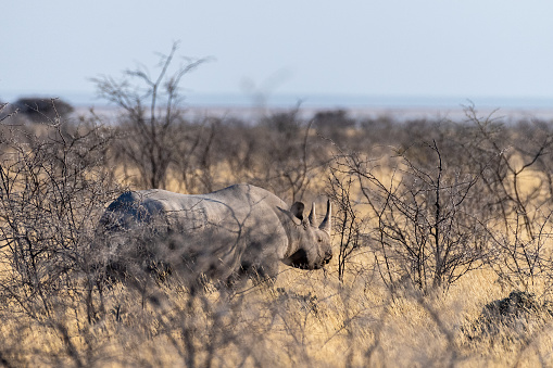A black Rhinoceros - Diceros bicornis- eating scrubs on the plains of Etosha national park, Namibia, during sunset.