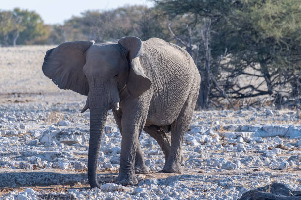 istock African Elephant in Etosha 1463890626