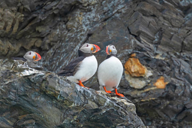 A Pair of Atlantic Puffins on a Cliff stock photo