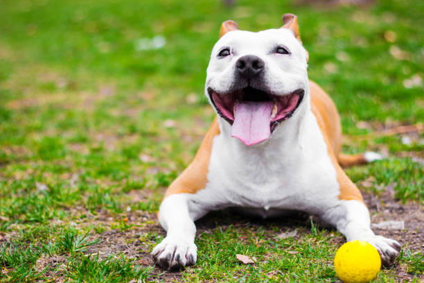 istock Playful pet dog playing with ball 1463894239