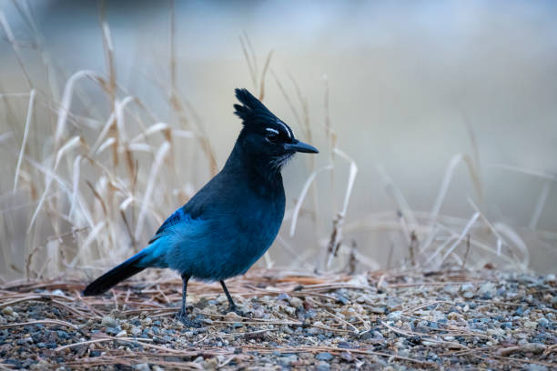 The Eurasian jay (Garrulus glandarius) is a species of passerine bird in the crow family Corvidae. This photo was taken in Honshu, Japan.