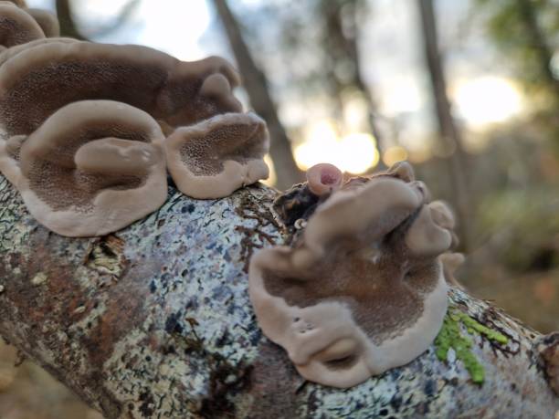 istock Woods at sunset, saprophytic fungus 1463895289