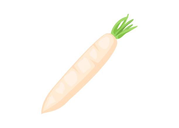 ilustrações de stock, clip art, desenhos animados e ícones de white radish. simple flat illustration. - radish white background vegetable leaf