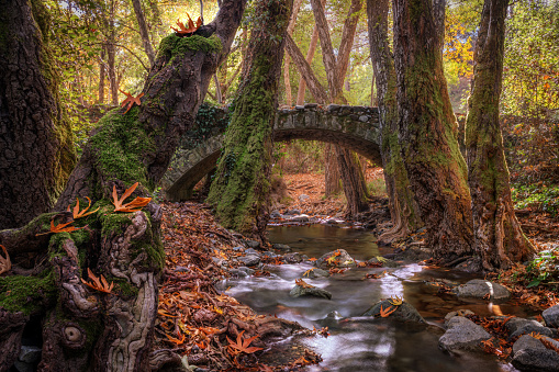 Autumn forest, moss-covered trees, a river and an ancient bridge. Horizontal photo.