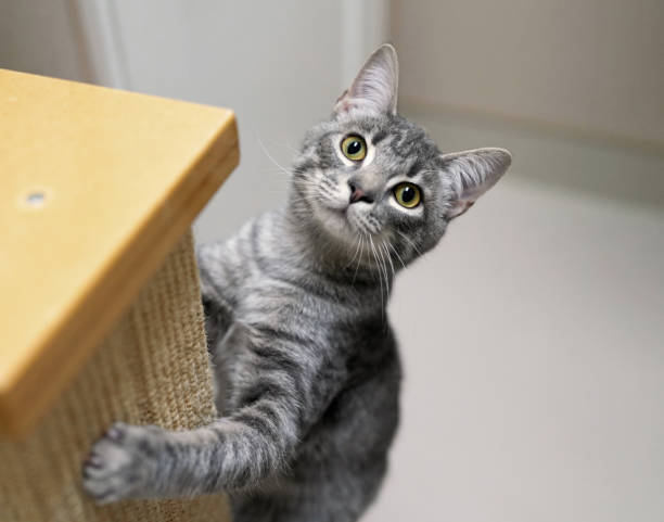 милый молодой котенок играет на вертикальной скретч-стойке - looking up one animal looking at camera posing стоковые фото и изображения