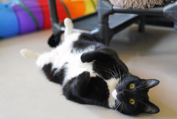 Large overweight fun loving Tuxedo cat rolling on floor - looking up at camera with innocent expression.
Who's fat?! Lying on back with legs up in air.  Black with white feet, belly, chest and whiskers. Cat is obese/food obsessed needs to go on diet.  Play tunnel in background is ignored. chubby cat stock pictures, royalty-free photos & images