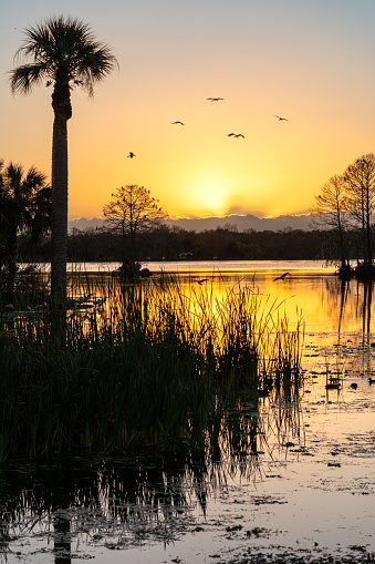 Flock of roseate spoonbills flying by a A vibrant sunrise in the beautiful natural surroundings of Orlando Wetlands Park in central Florida.  The park is a large marsh area which is home to numerous birds, mammals, and reptiles.