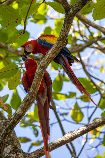 istock Scarlet Macaw in Manuel Antonio National Park 1463902303