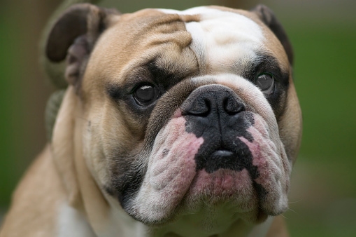 english bulldog portrait close up on the green grass in the park
