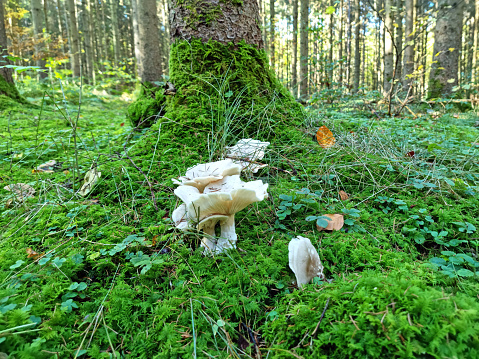 White mushrooms 'Leucopaxillus giganteus' in fairy tale forest (also known as the giant leucopax or the giant funnel, Riesenkrempen-Trichterling), edible but poor in flavor.