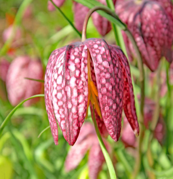 Fritillaria meleagris commonly known as snake's head fritillary a common spring flowering bulb plant.