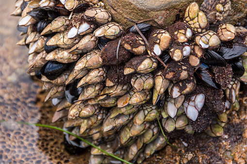 Barnacles and mussels attached to a rock in a tidal pool along the coastline of Newport Beach, California during the winter.