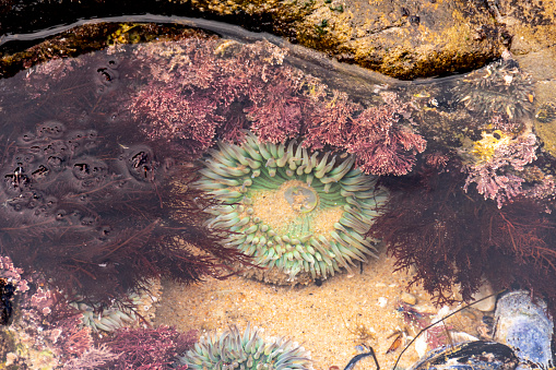 A sunburst sea anemone in a tidal pool on the coast of Newport Beach, California during the winter.