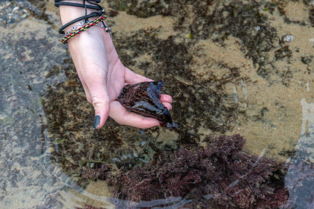 istock Young Girl Holding Sea Hare 1463905183