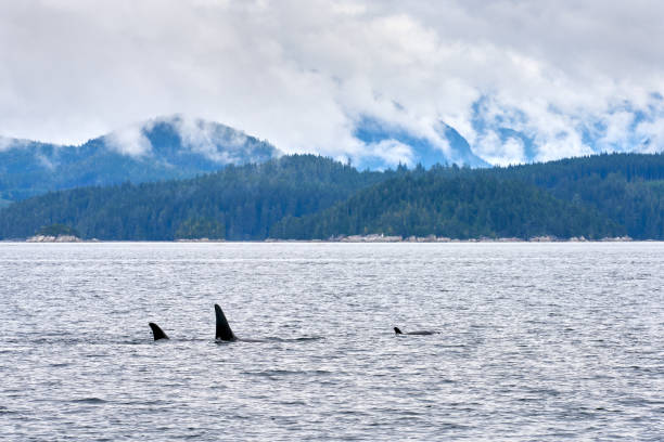 istock Orcas in Johnstone Strait Vancouver Island 1463905997