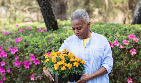 A senior African-American woman getting ready to plant flowers in her back yard. She is carrying a tray of orange flowers.