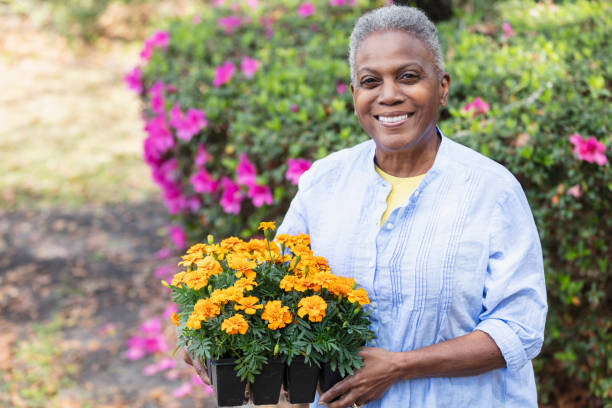Senior African-American woman planting flowers in yard