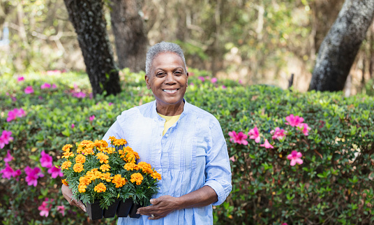 A senior African-American woman getting ready to plant flowers in her back yard. She is holding a tray of flowers, smiling at the camera, standing by a flowering bush.