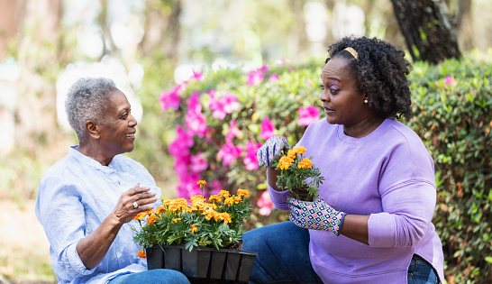 A senior African-American woman and her adult daughter gardening together in the back yard. The mother is holding a tray of orange flowers on her lap. Her daughter is holding one of the flowers, getting ready to plant it in the garden.