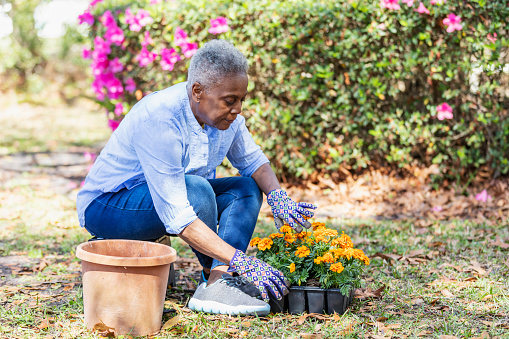 A senior African-American woman getting ready to transplant flowers into a planter. She is sitting on a stool in the back yard, taking a plant from a tray of orange flowers.