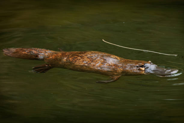 dziobak - ornithorhynchus anatinus, dziobak kaczodzioby, półwodny ssak składający jaja, endemiczny dla wschodniej australii, w tym tasmanii. dziwny torbacz wodny z dziobem kaczki i płaskim ogonem płetwy - duck billed platypus wildlife animal endangered species zdjęcia i obrazy z banku zdjęć