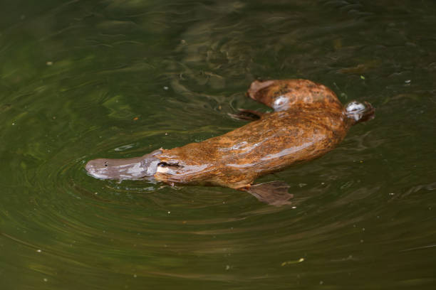 Platypus - Ornithorhynchus anatinus, duck-billed platypus, semiaquatic egg-laying mammal endemic to eastern Australia, including Tasmania. Strange water marsupial with duck beak and flat fin tail stock photo