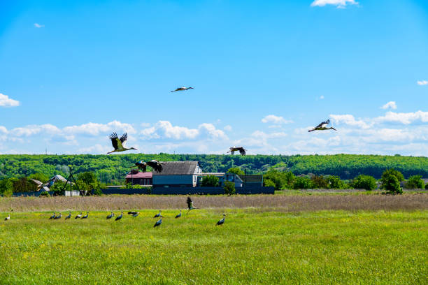 White storks (Ciconia ciconia) at green meadow near river Dnieper