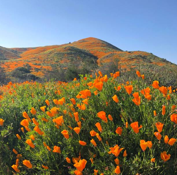 istock California Gold Poppies 1463910593