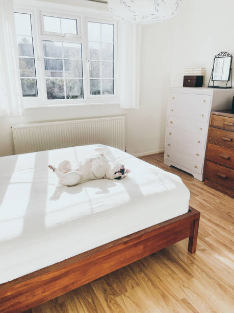 istock Frenchie dog enjoys lying on fresh bedding 1463912282