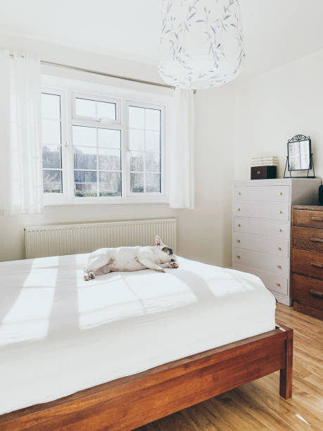 istock Frenchie dog enjoys lying on fresh bedding 1463912290