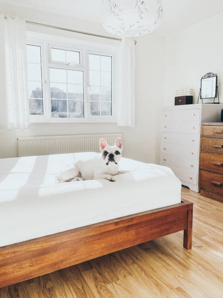 istock Frenchie dog enjoys lying on fresh bedding 1463912291