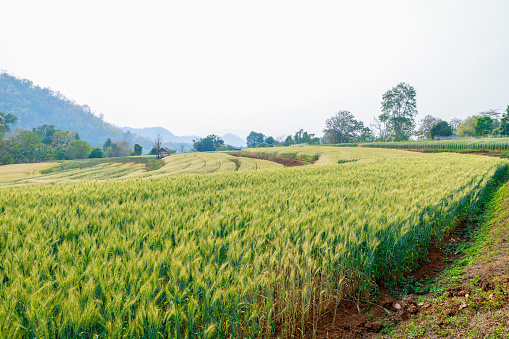 barley field demonstration plot at chiang mai province Thailand