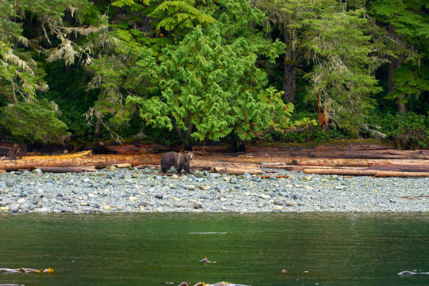 Grizzly Bear on the West Coast Shore