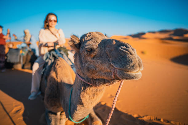 turistas asiáticas chinas que se levantan en un tren de camellos dromedario cruzando el desierto del sahara marruecos - camello dromedario fotografías e imágenes de stock