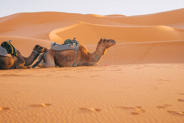 istock Camels resting on Sahara Desert 1463923903