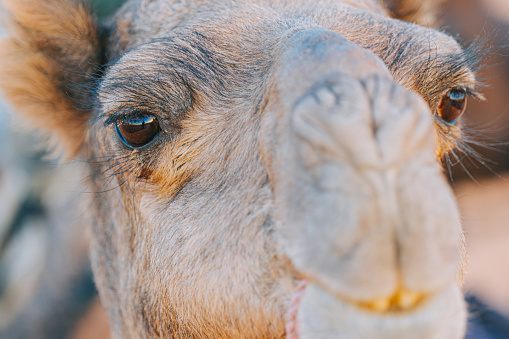 One camel chewing dry grass, dromedary-camel in Wahiba desert in Oman.